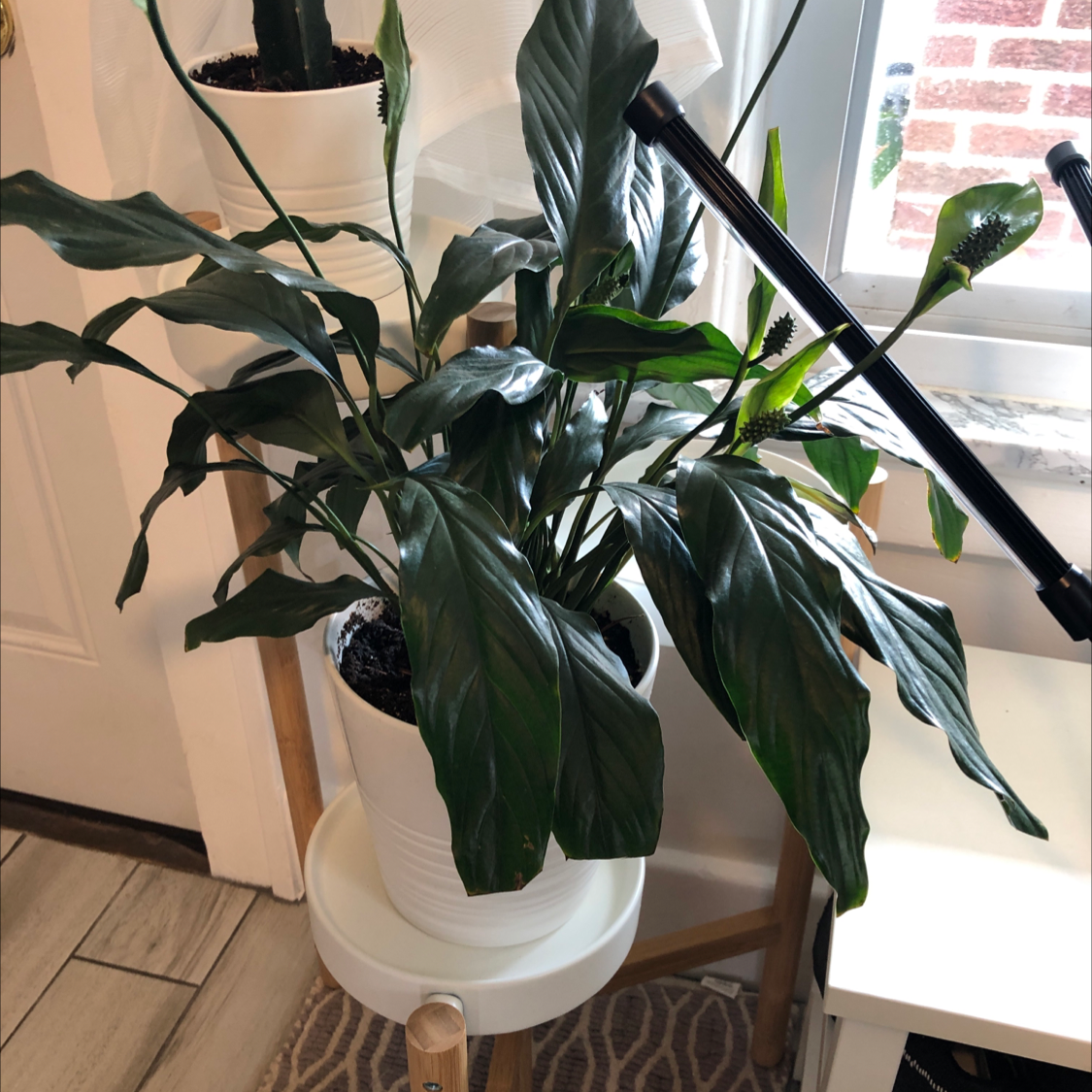 Peace Lily plant photo by @Suarez named Mochi on Greg, the plant care app.