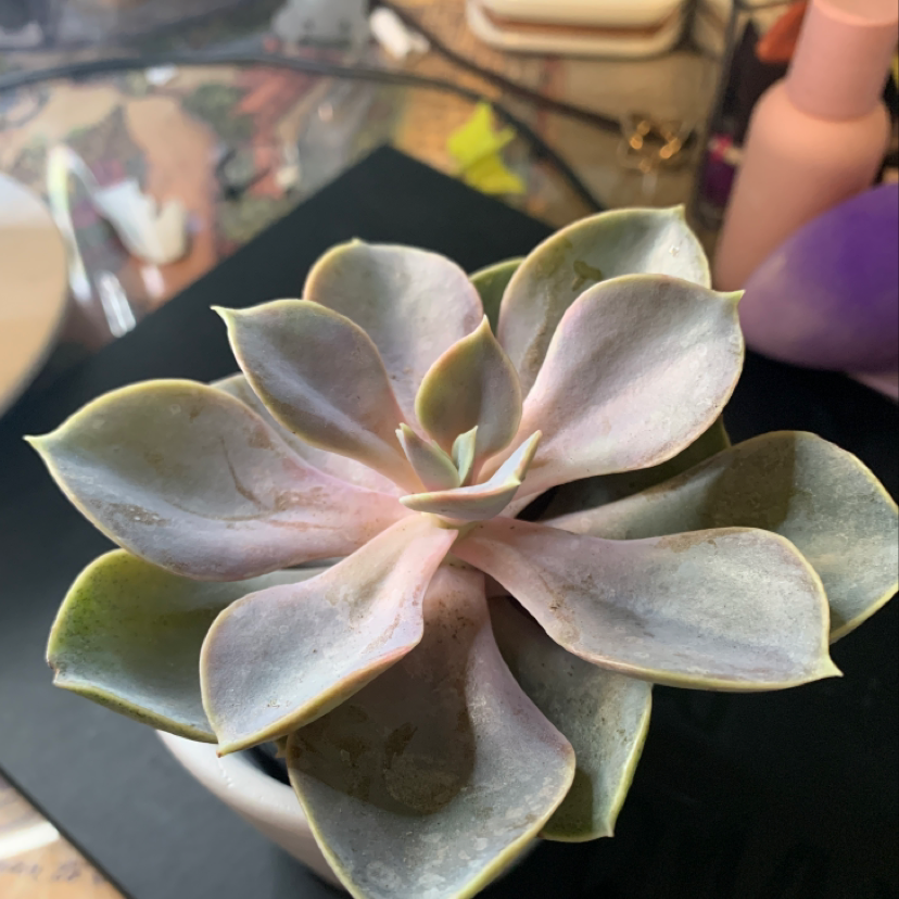 Ghost Plant plant photo by @Kathrann named Jerry on Greg, the plant care app.