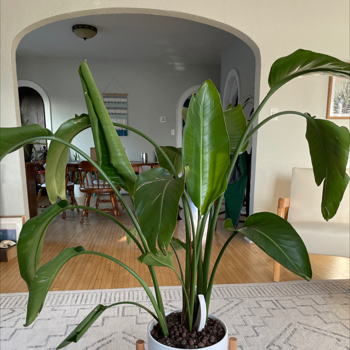 Bird of Paradise plant indoors with large, glossy green leaves in a pot with visible soil.