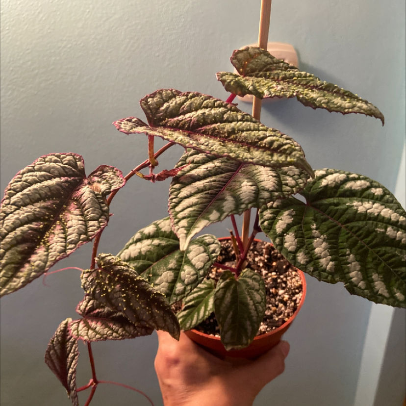 Rex Begonia Vine plant in a small pot with variegated green and white leaves.