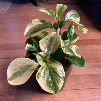 Variegated Baby Rubber Plant plant in Somewhere on Earth