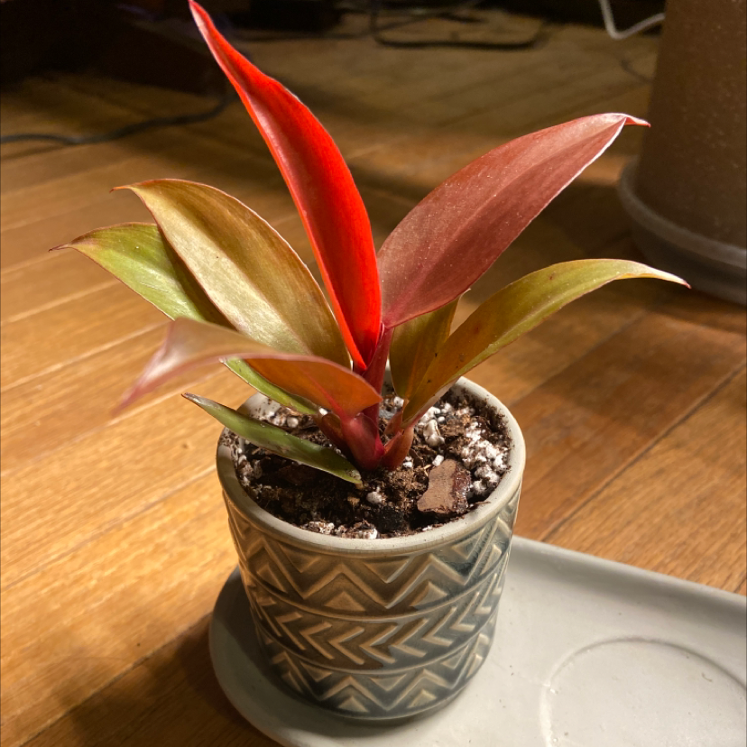 Potted McColley's Finale plant with vibrant red and green leaves, healthy appearance.