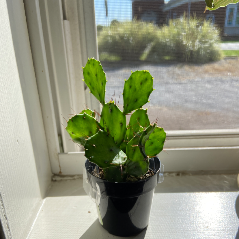 Brazilian Pricklypear cactus in a black pot on a windowsill, healthy green pads with spines.