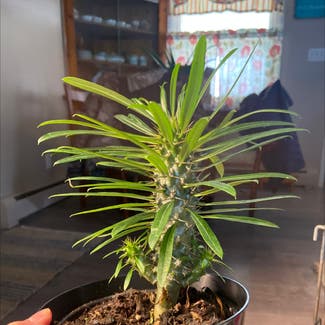 Madagascar Palm plant in Somewhere on Earth