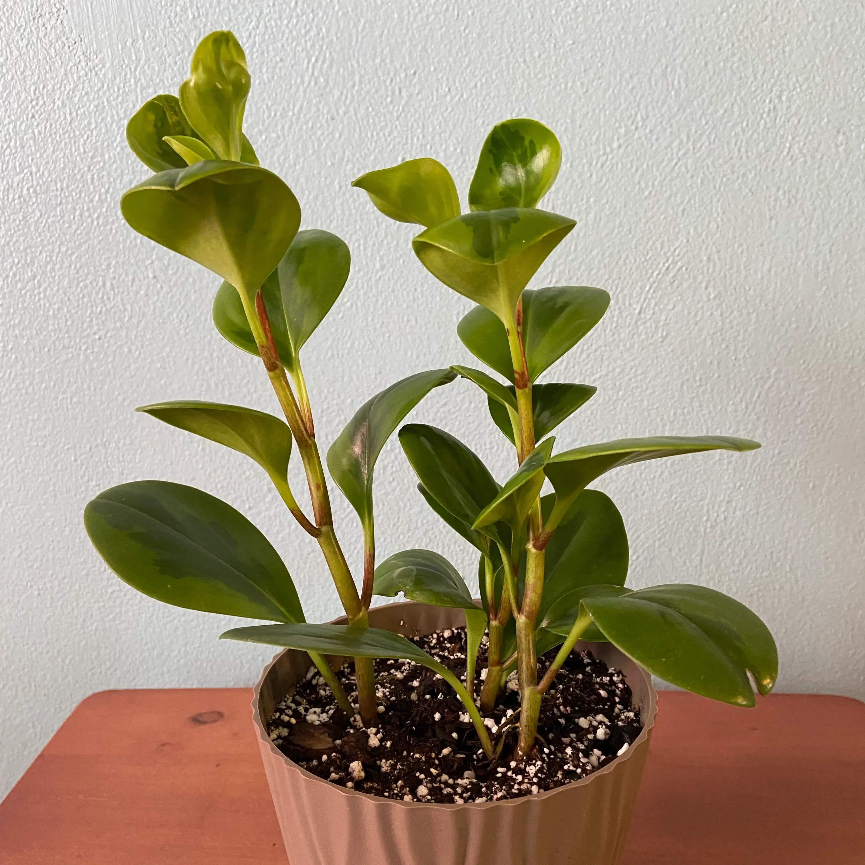 Lemon Lime Peperomia plant in a pot with healthy green leaves and visible soil.