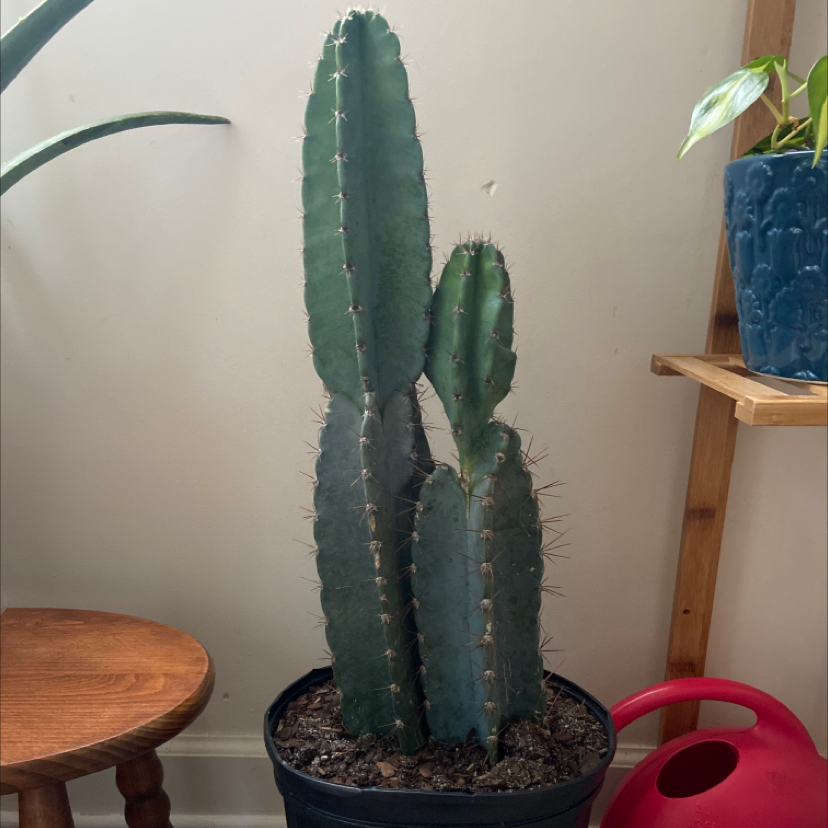 Photo of the plant species Peruvian Apple Cactus by @CarrieK named Cactus on Greg, the plant care app
