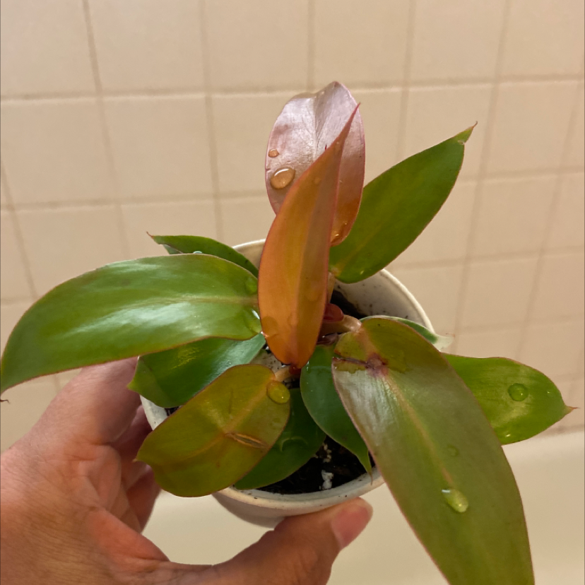 Philodendron Red Sun plant with healthy green and red leaves, held by a hand.