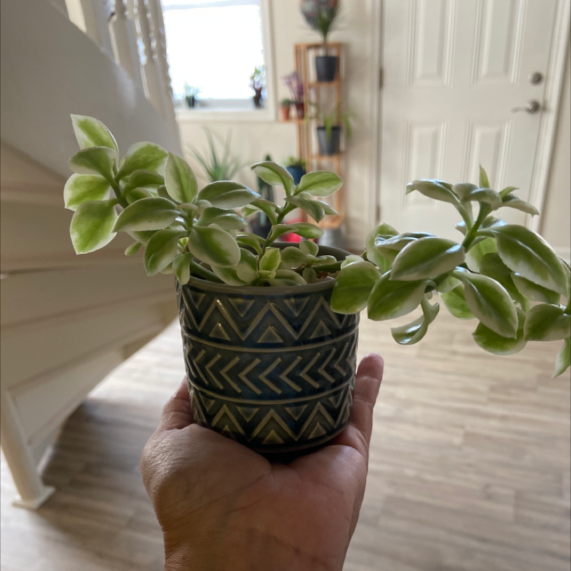 Baby Sun Rose plant photo by @CarrieK named Baby Sun Rose on Greg, the plant care app.