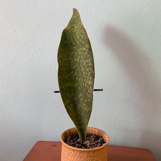 Whale Fin Snake Plant plant in Somewhere on Earth