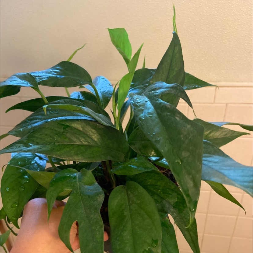Healthy Baltic Blue Pothos plant with dark green leaves, held by a hand.