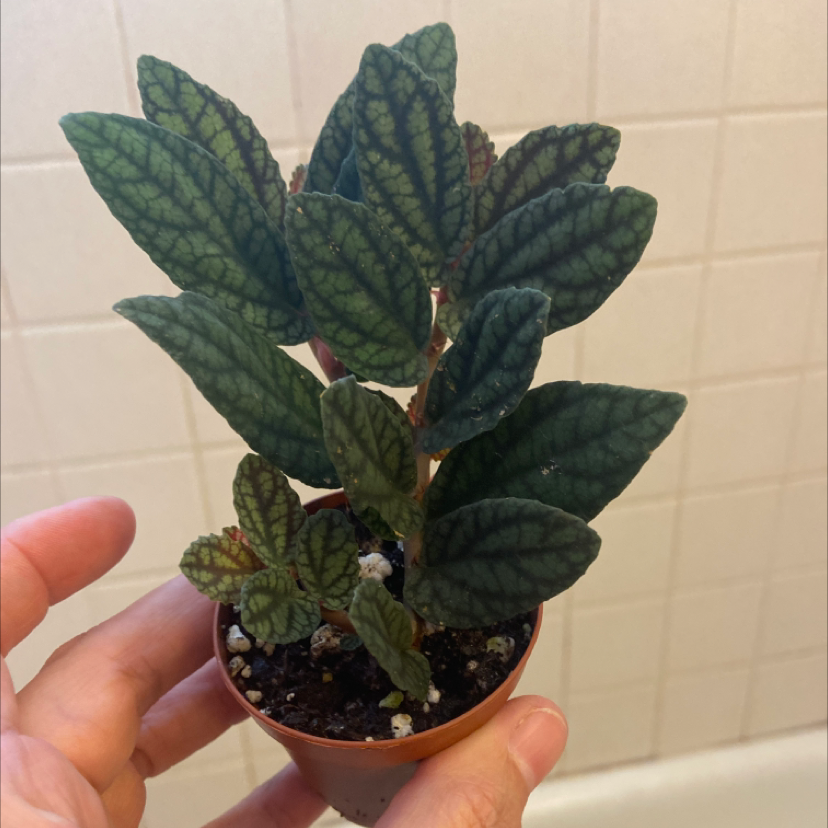 Pellionia