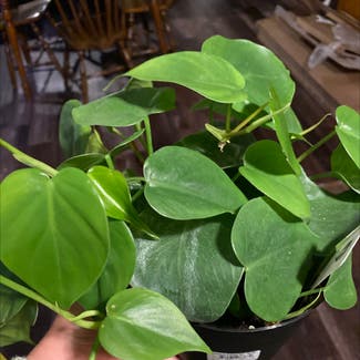 Heartleaf Philodendron plant in Bell Buckle, Tennessee