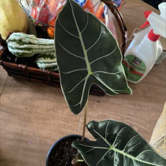 Alocasia Polly Plant plant in Bell Buckle, Tennessee