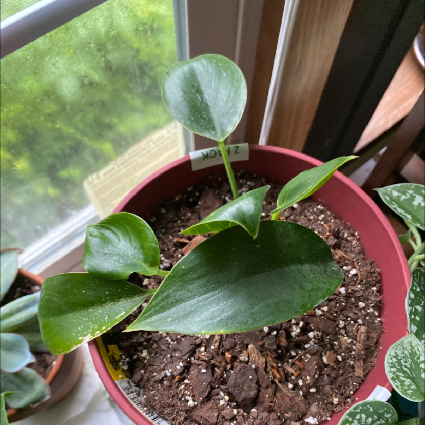 Philodendron Birkin plant photo by @Amberollie named Smalls on Greg, the plant care app.