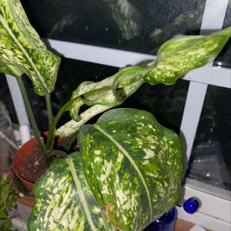 Dieffenbachia plant in Bell Buckle, Tennessee