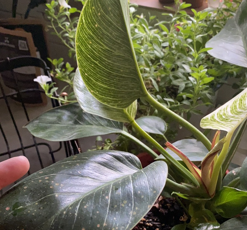Philodendron Birkin plant photo by @Amberollie named Dolores on Greg, the plant care app.