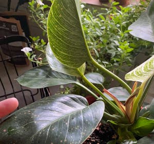Philodendron 'Birkin' plant photo by Amberollie named Dolores on Greg, the plant care app.