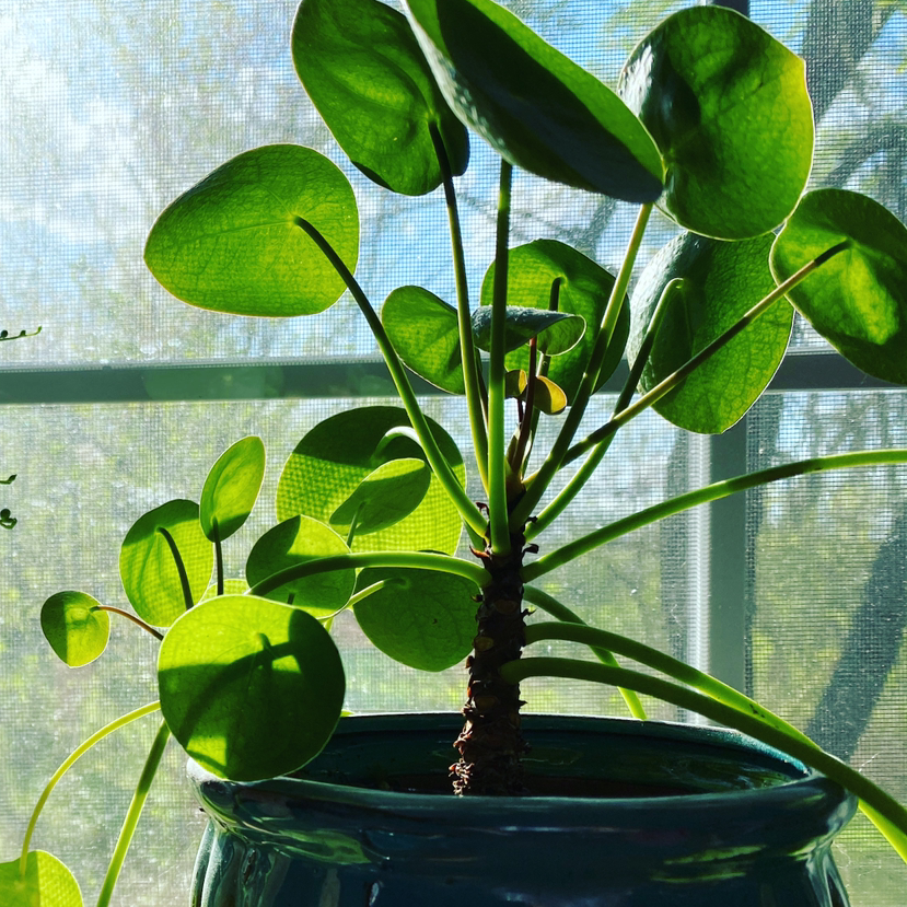 Chinese Money Plant plant photo by @Amberollie named Xena on Greg, the plant care app.