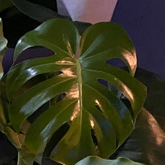 Monstera plant in Bell Buckle, Tennessee