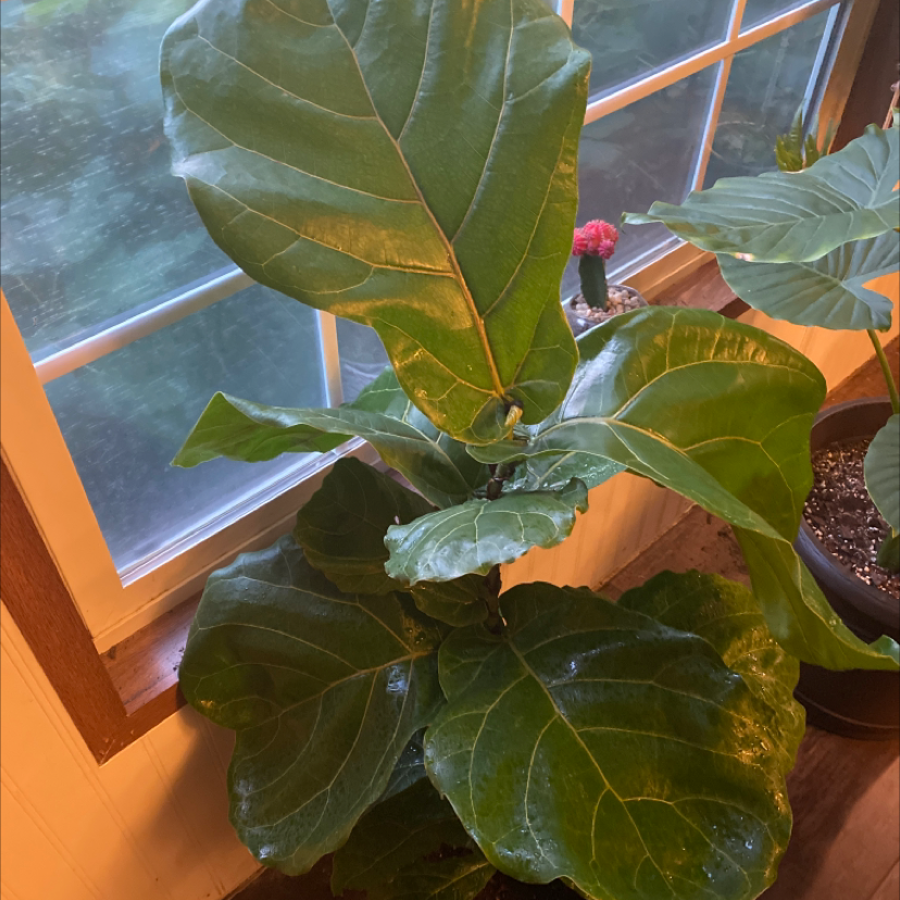 Fiddle Leaf Fig plant photo by @Amberollie named Scarlett Jotreeson on Greg, the plant care app.