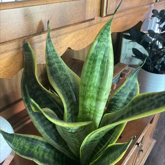 Snake Plant plant in Bell Buckle, Tennessee