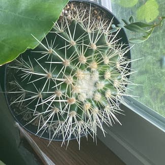Blue Barrel Cactus plant in Bell Buckle, Tennessee