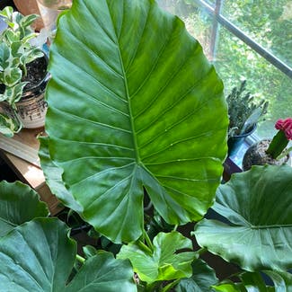 Giant Taro plant in Bell Buckle, Tennessee