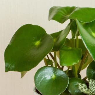 Raindrop Peperomia plant in Bell Buckle, Tennessee
