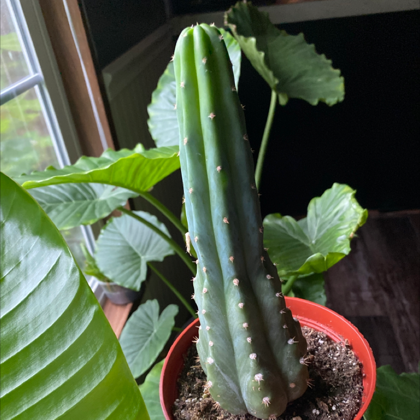 San Pedro Cactus in a small pot with other plants in the background.