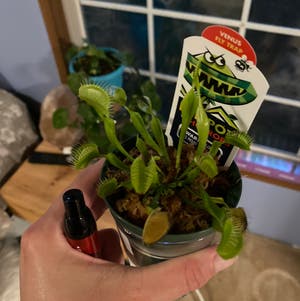 Venus Fly Trap plant photo by Amberollie named Your plant on Greg, the plant care app.