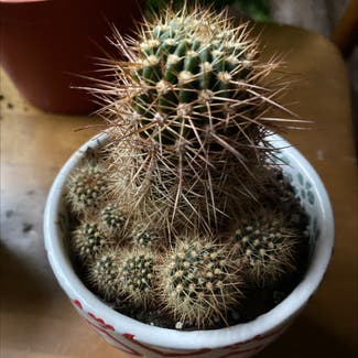 Golden Barrel Cactus plant in Bell Buckle, Tennessee