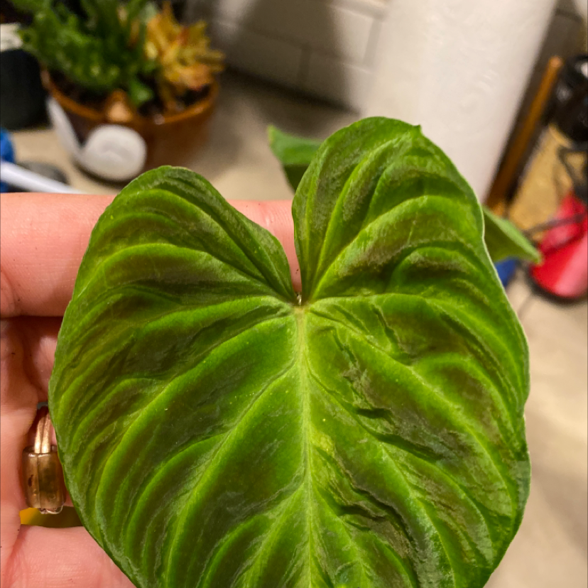 Close-up of a healthy Ecuador Philodendron leaf held by a hand.