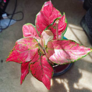 Aglaonema 'Sparkling Sarah' plant in Bell Buckle, Tennessee