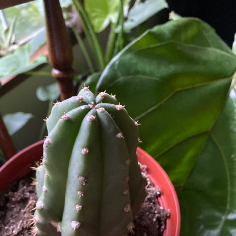 Photo of the plant species San Pedro Cactus by @Amberollie named Trip on Greg, the plant care app