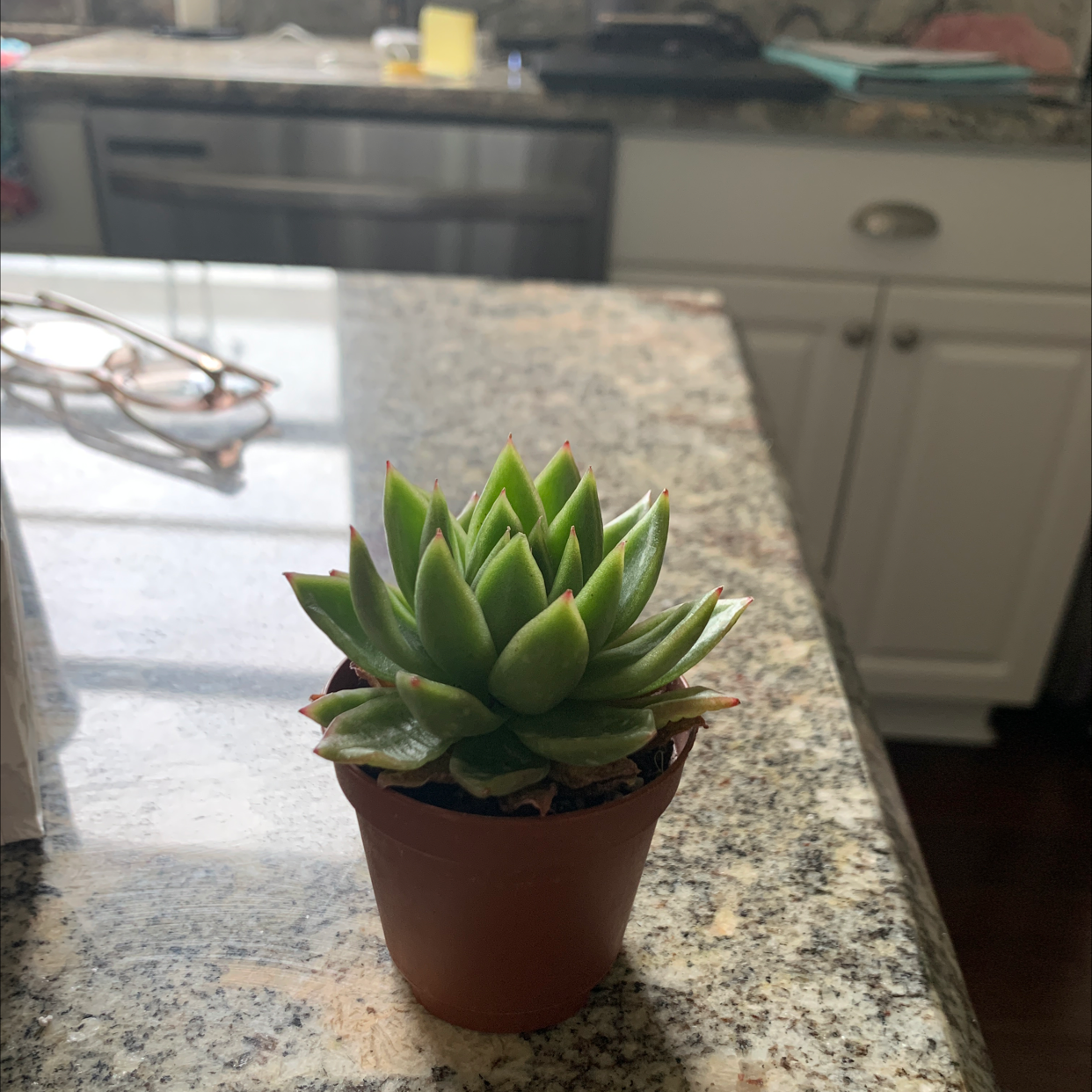 Lipstick Echeveria plant photo by @MacyA named Tiny on Greg, the plant care app.