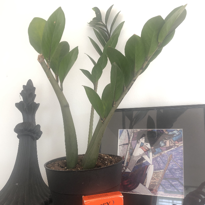 Zamioculcas Zamiifolia plant photo by @morgannmoonchild named Eze E on Greg, the plant care app.