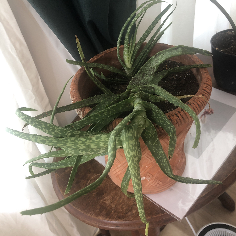 Aloe vera plant photo by @morgannmoonchild named Madre Mia on Greg, the plant care app.