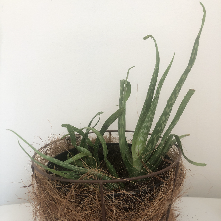 Aloe vera plant photo by @morgannmoonchild named Juanchi on Greg, the plant care app.