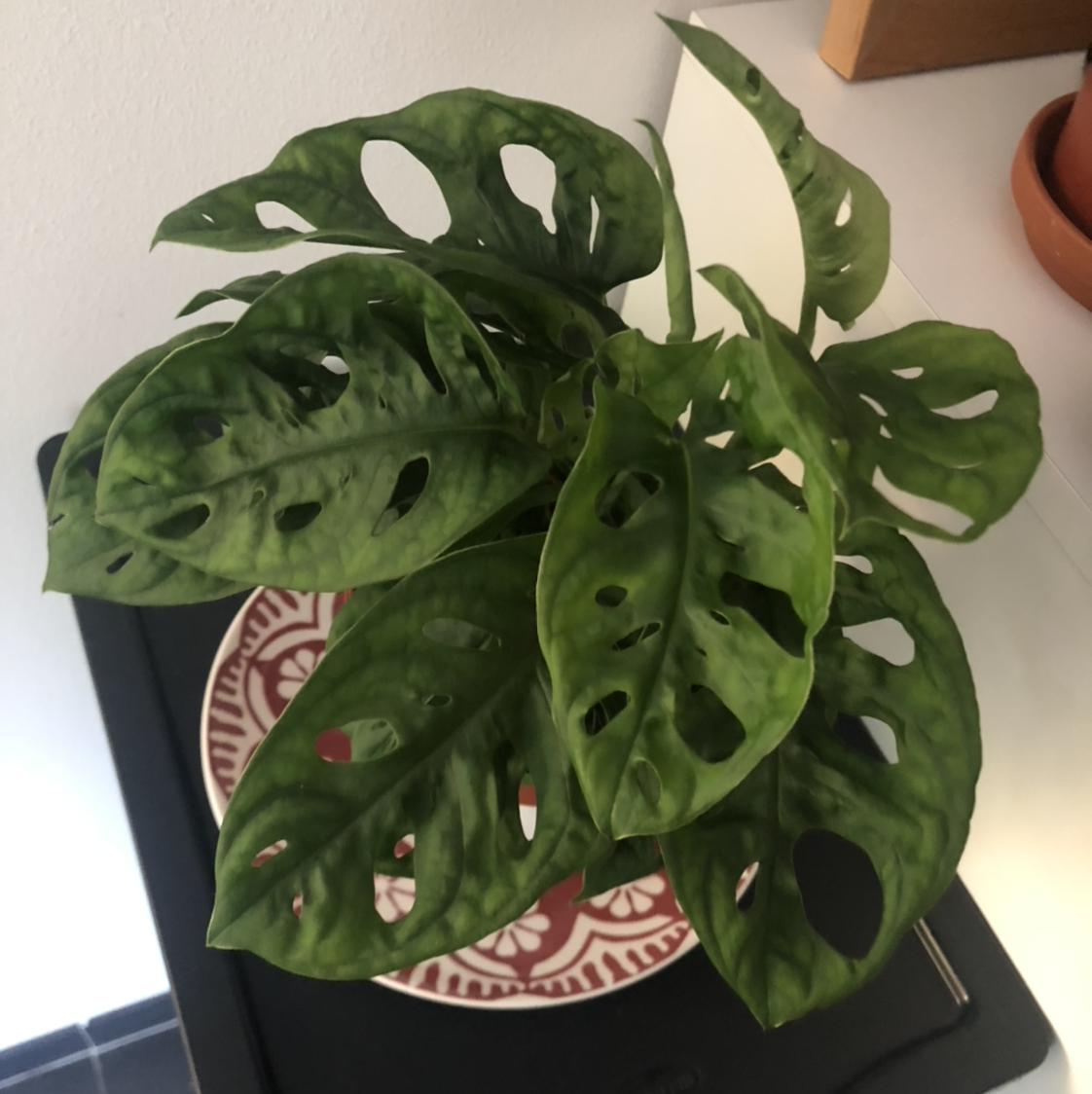 Swiss Cheese Vine plant photo by Plant parent named Osmo on Greg, the plant care app.