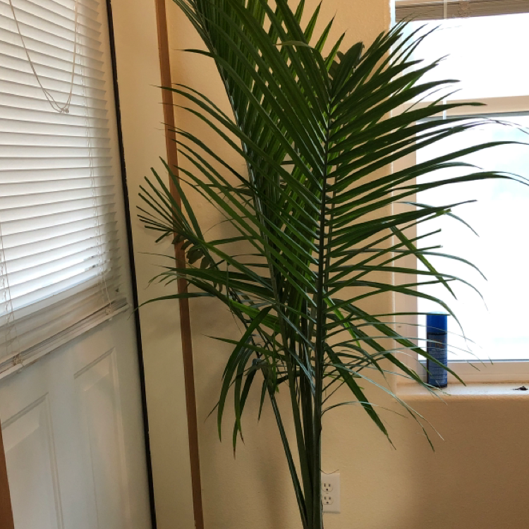 Healthy, thriving majesty palm with bright green fronds, well-spaced and arching, in a well-lit indoor setting next to a window.