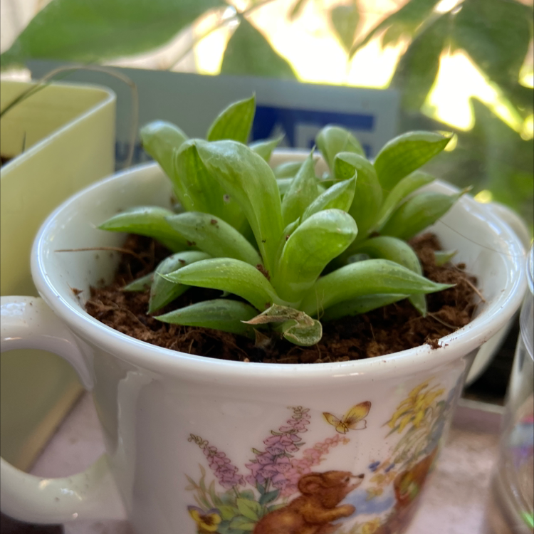 Haworthia cooperi plant photo by Alyssa named Fernie Mercury on Greg, the plant care app.