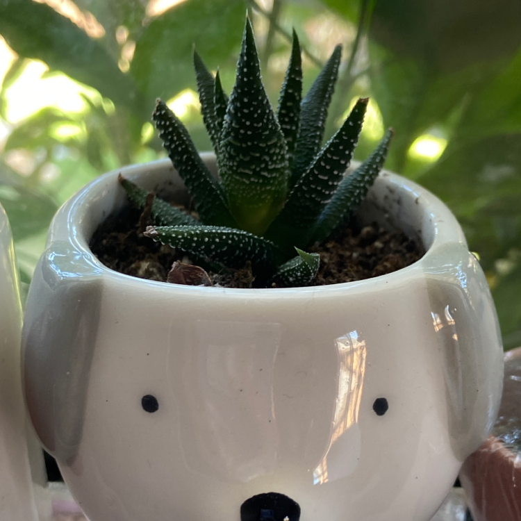 Zebra Plant plant photo by Alyssa named pickle on Greg, the plant care app.