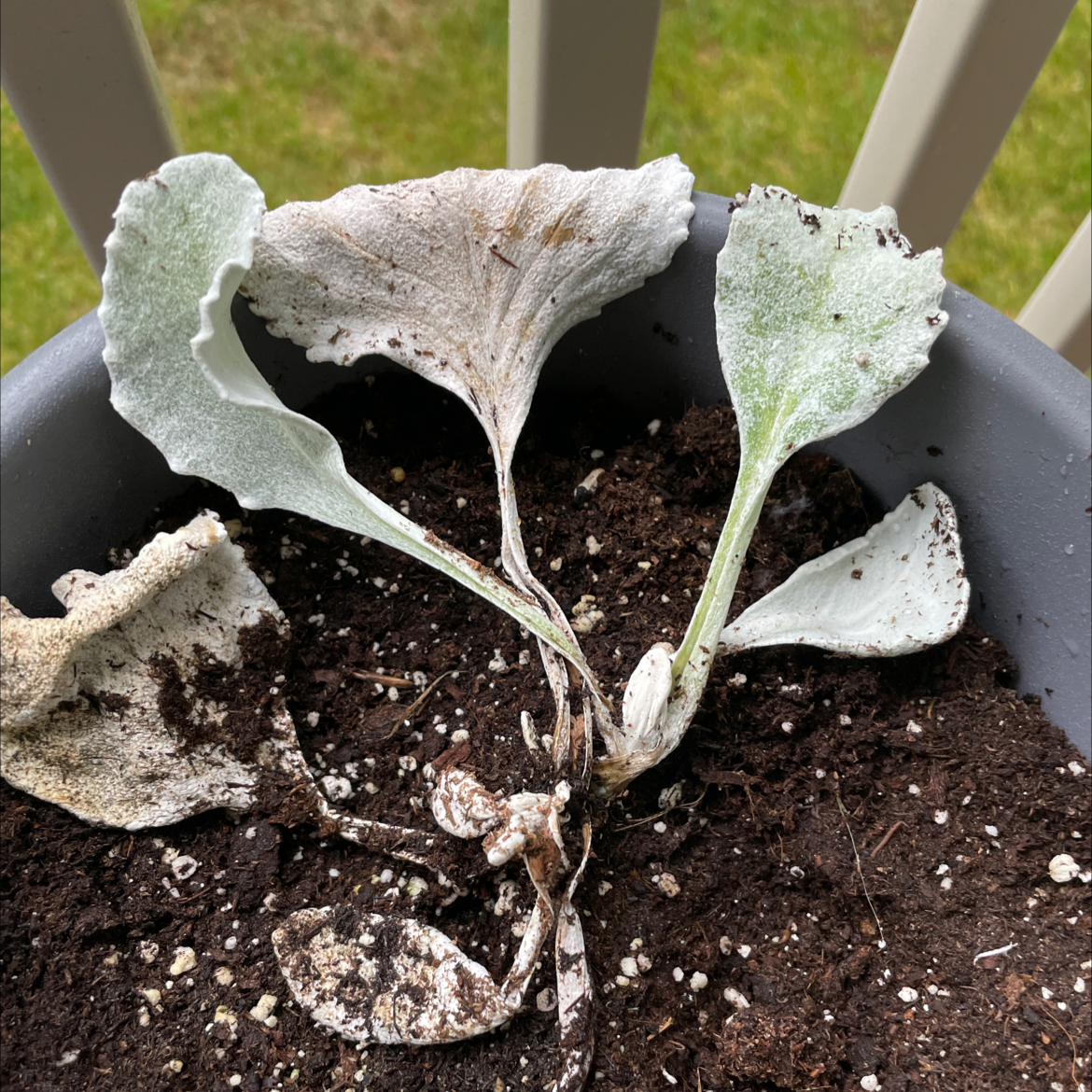 Lamb's Ear plant in a pot with visible leaf discoloration and soil.