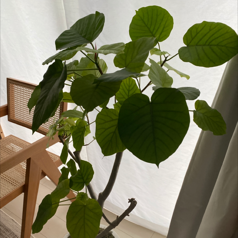 Photo of the plant species Ficus umbellata by @sonoko named Ficus on Greg, the plant care app