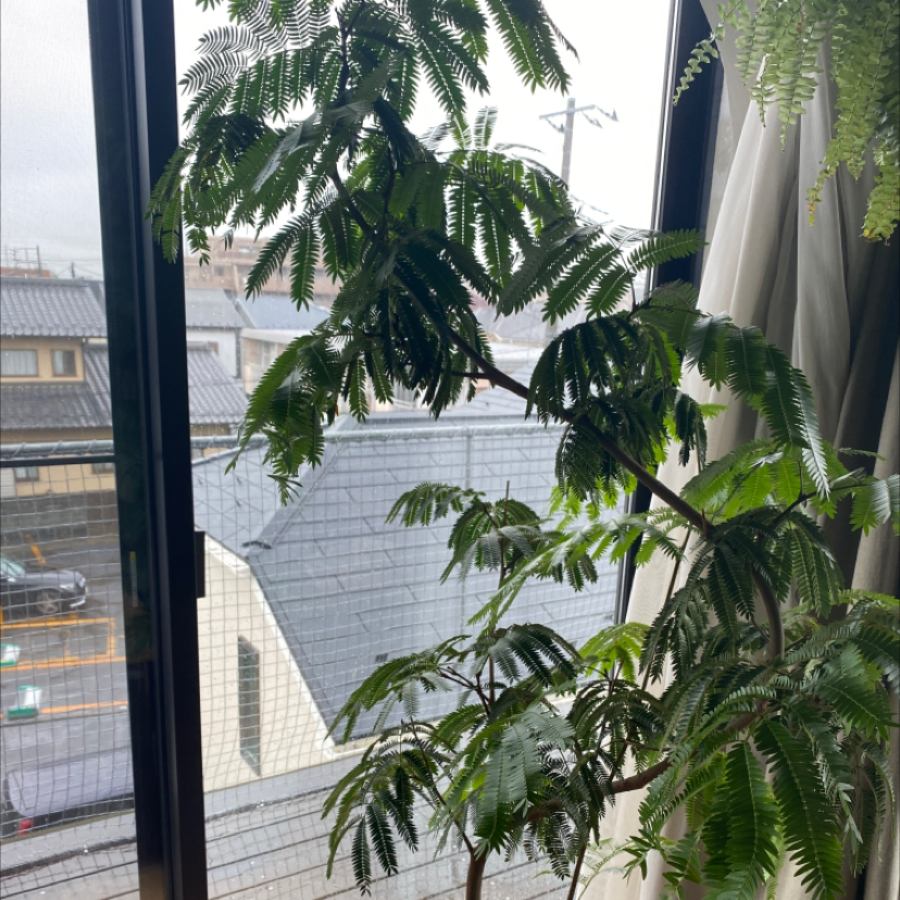Silk Tree (Albizia julibrissin) indoors near a window, appears healthy.
