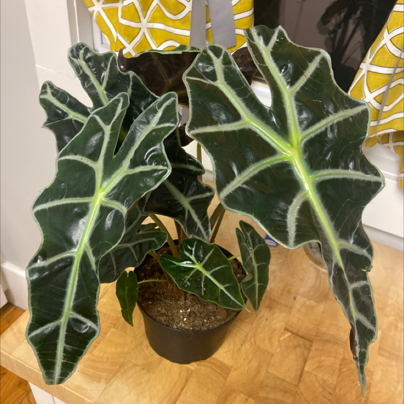 Jewel Alocasia plant with dark green leaves and white veins in a pot.