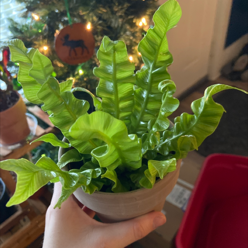 Hart's Tongue Fern in a pot, held by a hand, with vibrant green leaves.