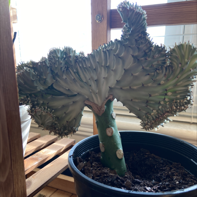 Potted Candelabra Cactus with a fan-like structure, placed indoors on a wooden surface.