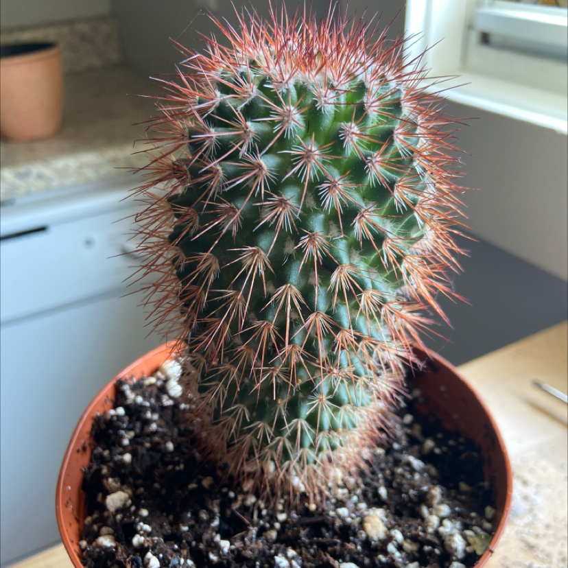 Golden Torch cactus in a small pot with visible soil, well-centered and healthy.