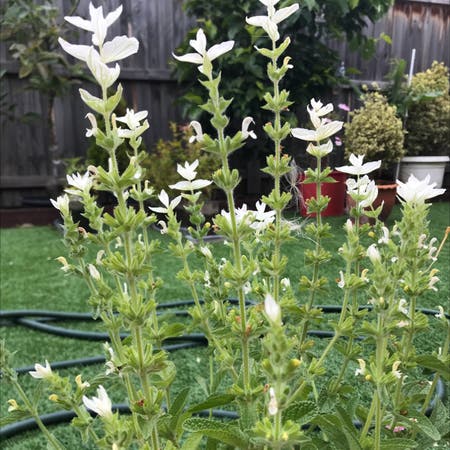 Photo of the plant species Annual Clary by Sornsuda named Your plant on Greg, the plant care app